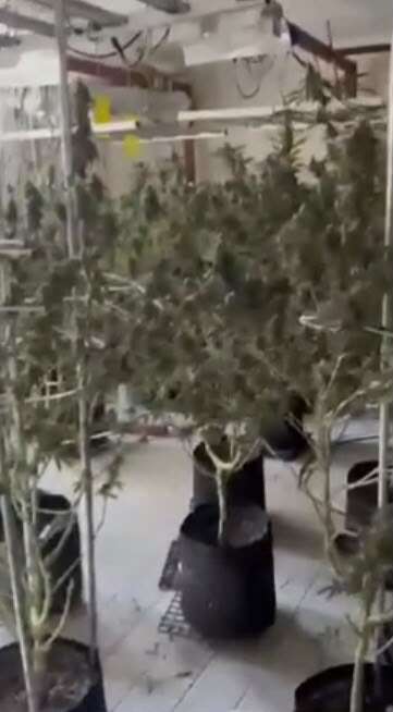 Bodrum’da Uyuşturucu Operasyonu: Evden 56 Kök Kenevir ve 10 Kilo Skunk Ele Geçirildi 2